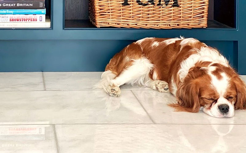 A spaniel sound asleep on a set of polished marble-effect porcelain floor tiles